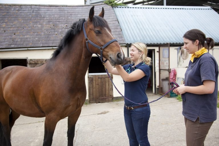 A female vet conducting an examination on a horse