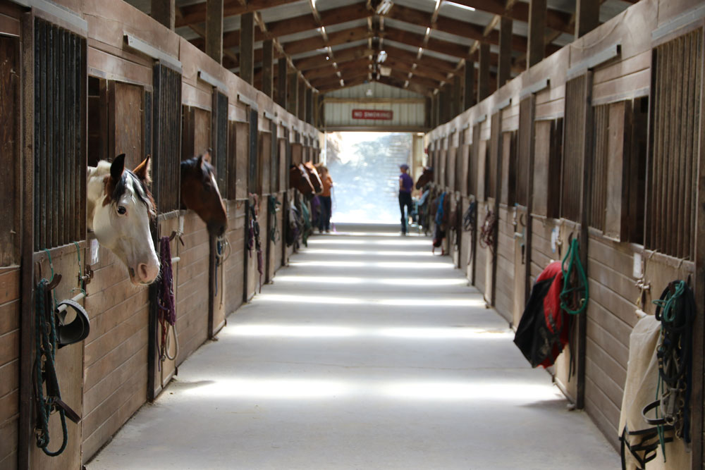 barn aisle horse heads