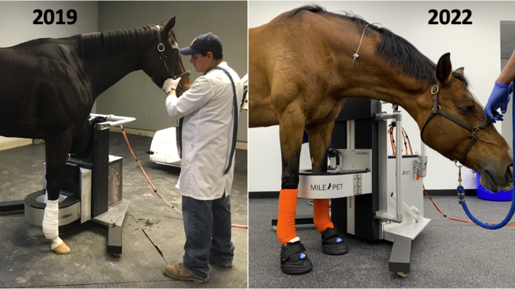 Two horses receive equine PET scans, one in 2019 and one in 2022