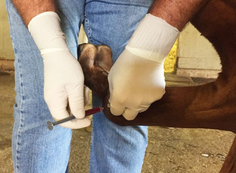 APS_treatment_in_fetlock