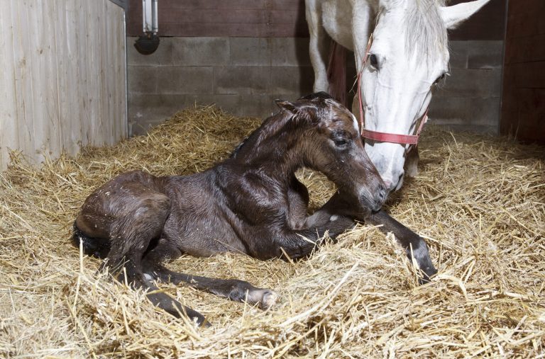 Foal birth in the horse stable