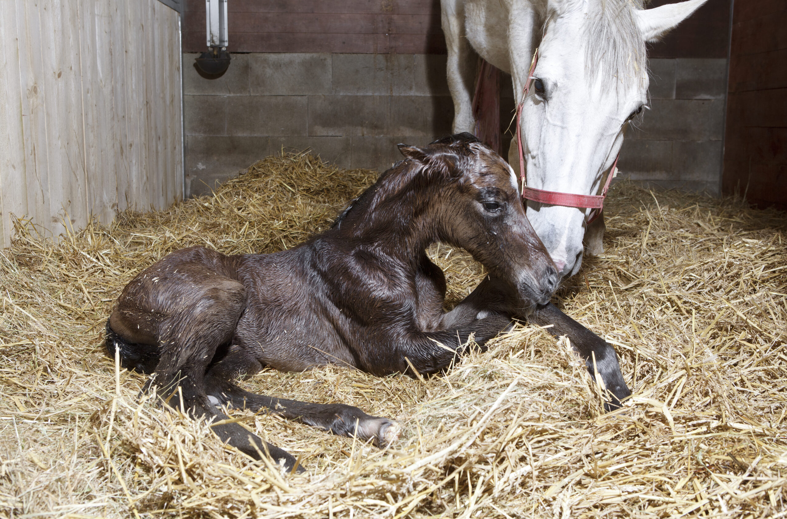 Cornell Tips on How to Care for Newborn Foals - EquiManagement