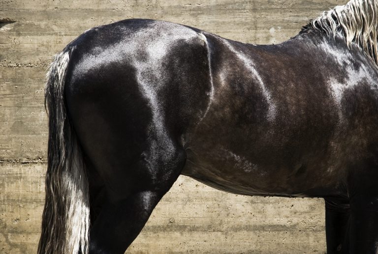 Andalusian stallion horse