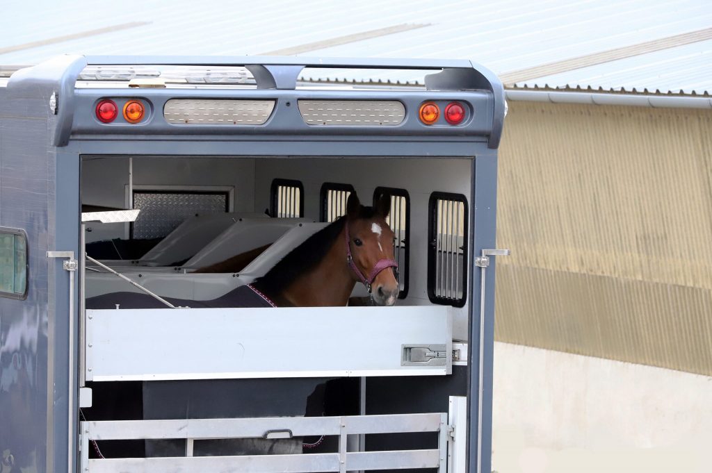 A horse traveling in a trailer, increasing risk of developing leaky gut syndrome