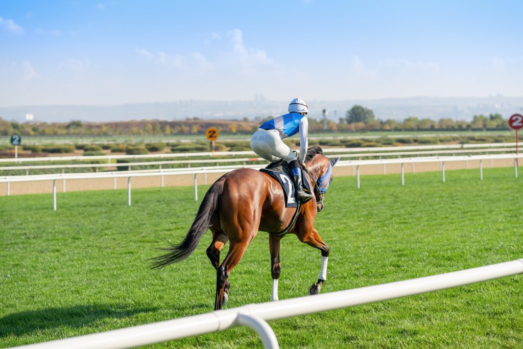 A racehorse on a grass track. Racehorses with superficial digital flexor tendon (SDFT) injuries can benefit from stem cells. 