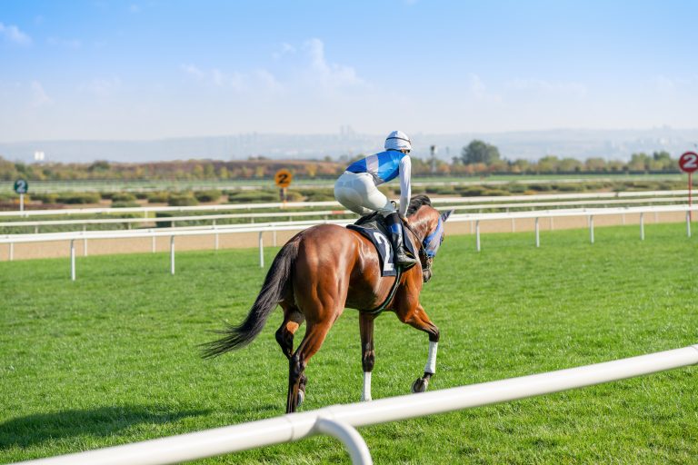 Race horse on the grass track
