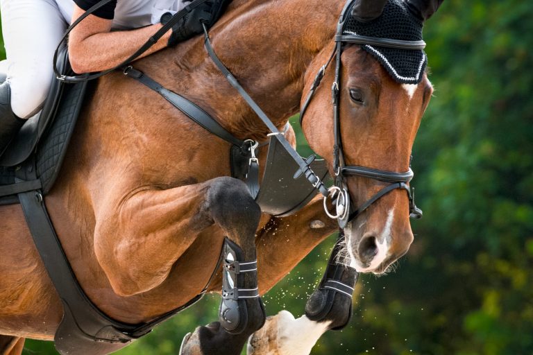 Horse jumping over hurdle