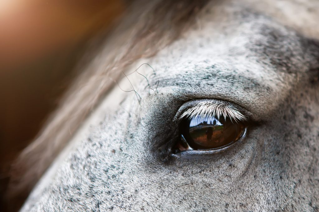 Equine eye, equine ocular microbiome