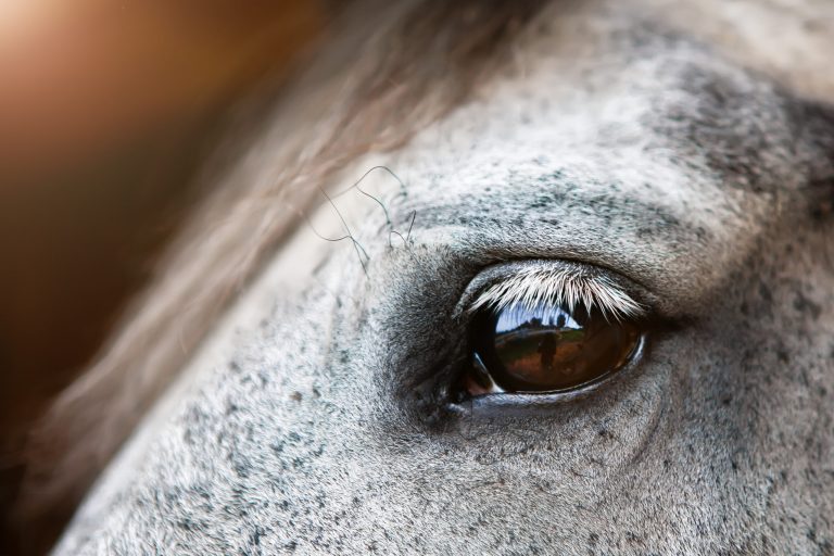 Portrait of a gray horse, close-up eye with reflection in it