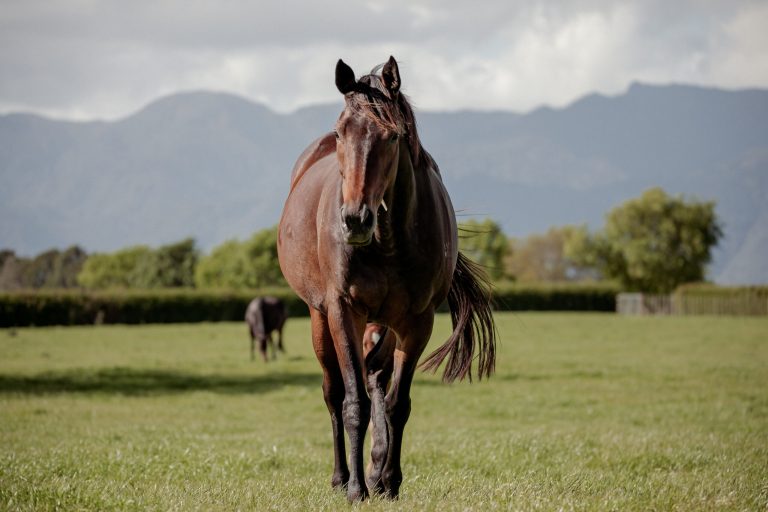 Horse in paddock