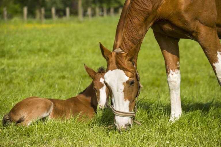 Mare and foal on springtime pasture