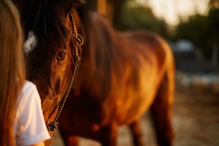 Girl face to face with a horse