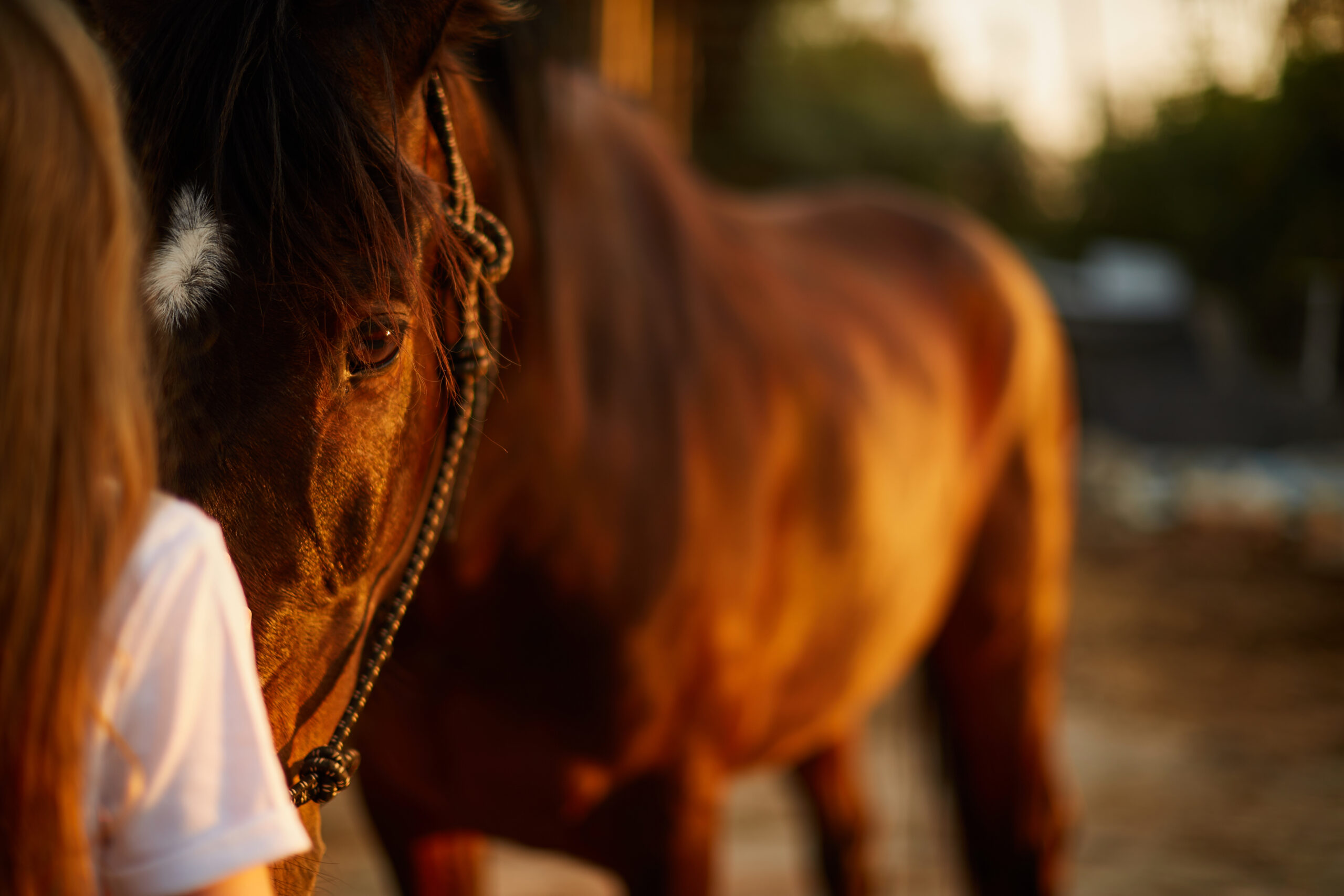 Equine Euthanasia Technique EquiManagement   GettyImages 954473934 Scaled 1 