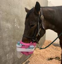 A horse receives treatment for pneumonia at the UC Davis Veterinary Hospital