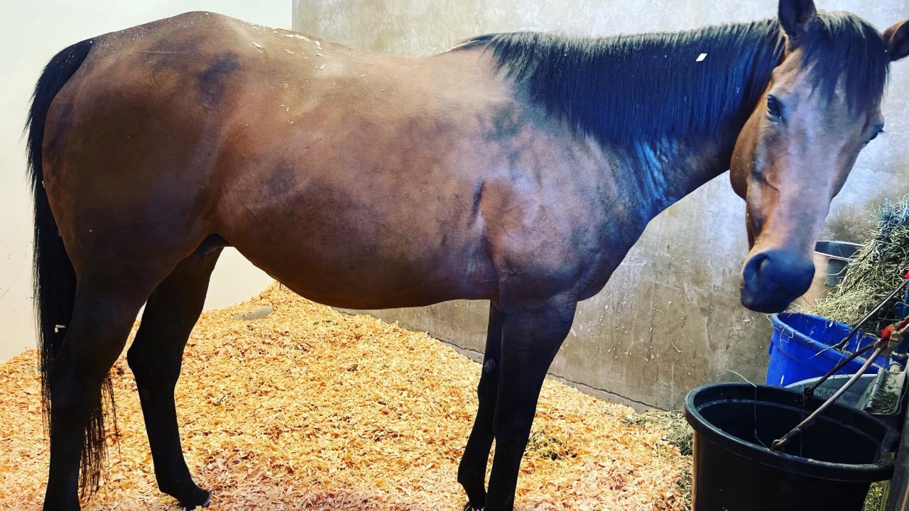 Horse Survives Severe Pleuropneumonia - EquiManagement