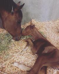 A mare touches noses with her newborn foal. 