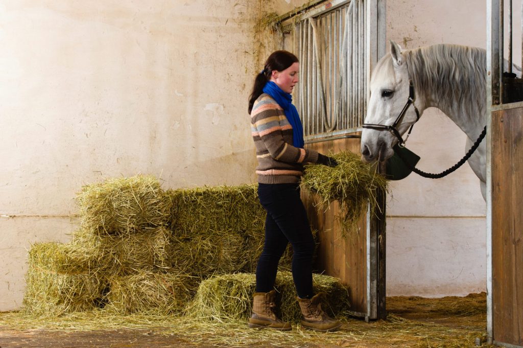 feeding hay to horse in stall
