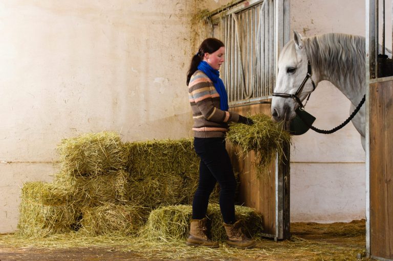 feeding hay to horse in stall