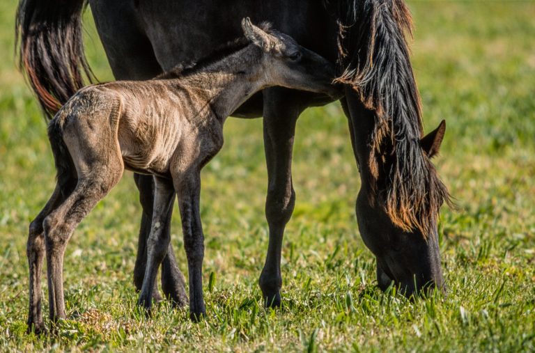 Mare with her foal in a meadow in provence in France