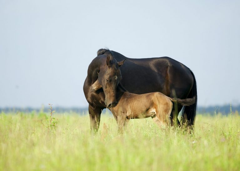 Akhal-teke mare protecting her foal on a summer pasture