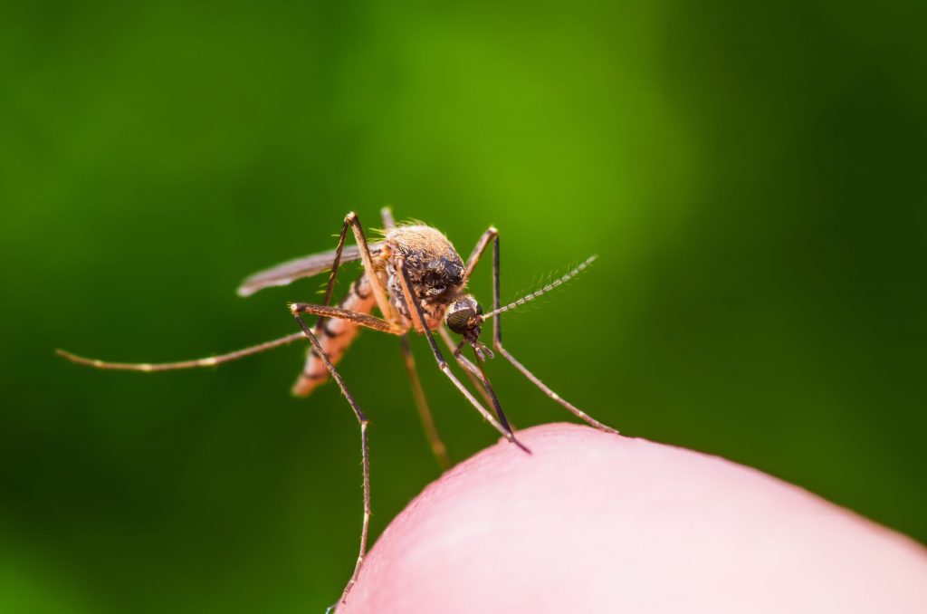 Mosquito, which spreads West Nile virus (WNV)
