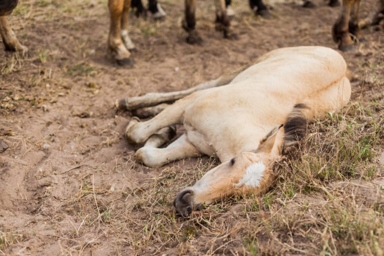 The sick and weak foal