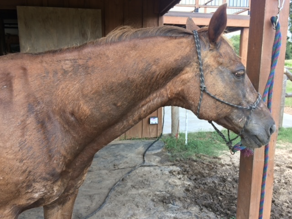 A horse suffering from anhidrosis has patchy sweat after being treated with acupuncture