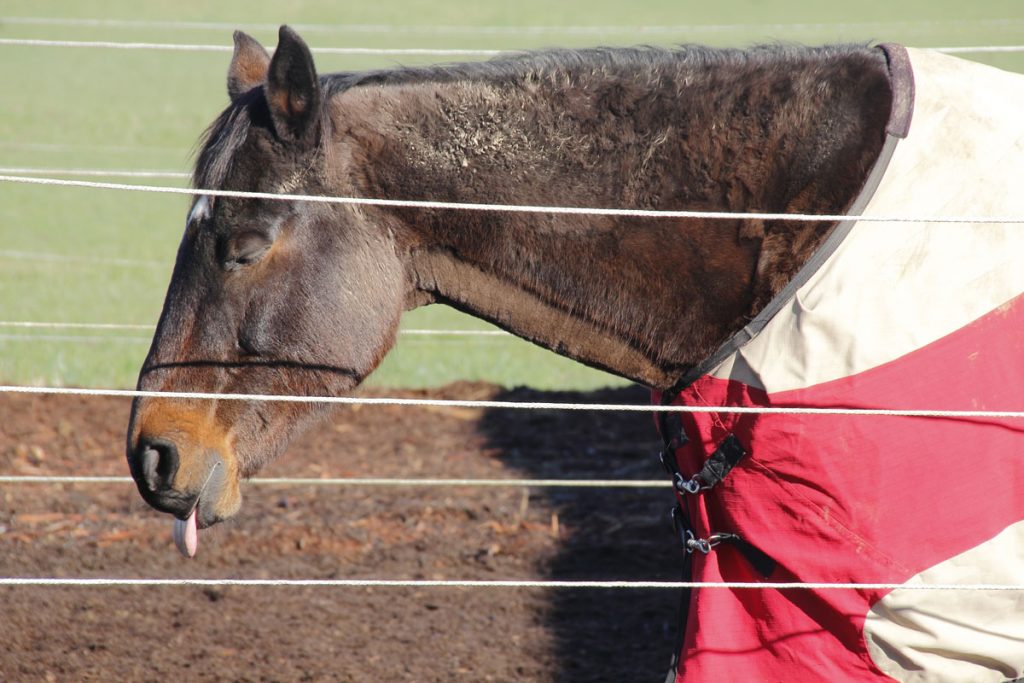 horse with botulism