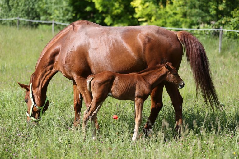 Beautiful young warmblood mare breastfeeding her newborn foal on summer pasture at rural animal farm