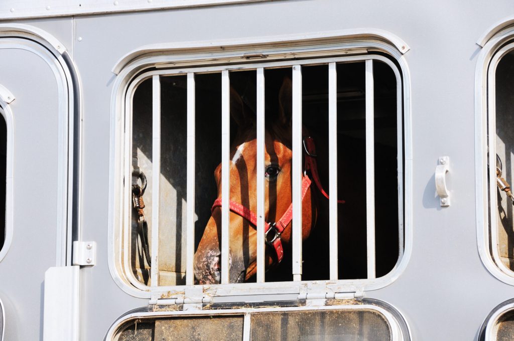 Horse being transported in trailer