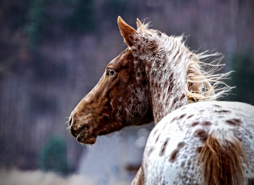 An appaloosa horse portrait against a grey background. Appaloosas are prone to equine recurrent uveitis (ERU). 