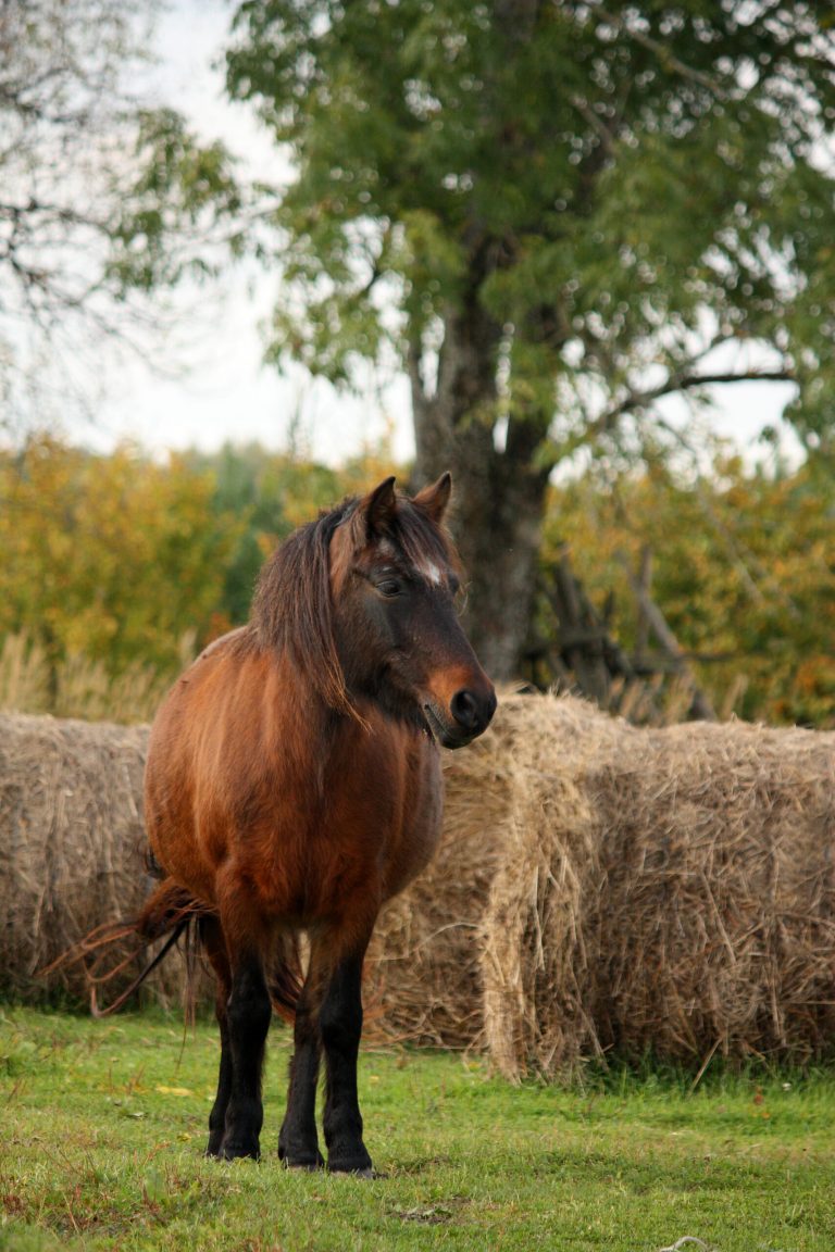 Cute pony standing near the hay
