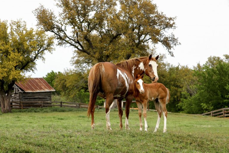Mare and foal at ranch