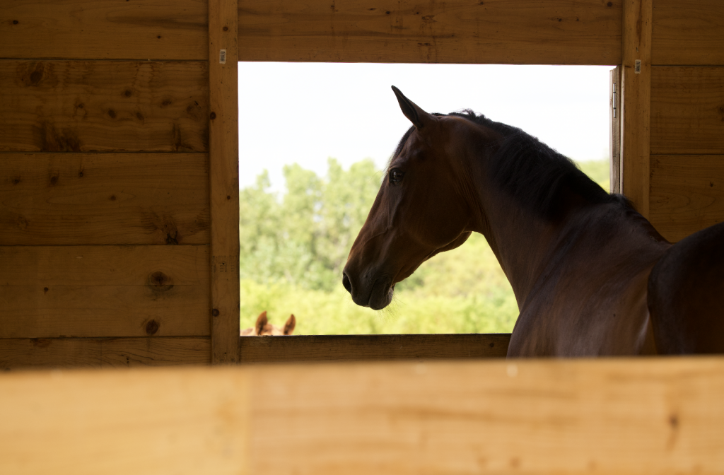 A horse head looking out a stall window. 