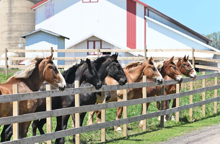 six horses looking across fence