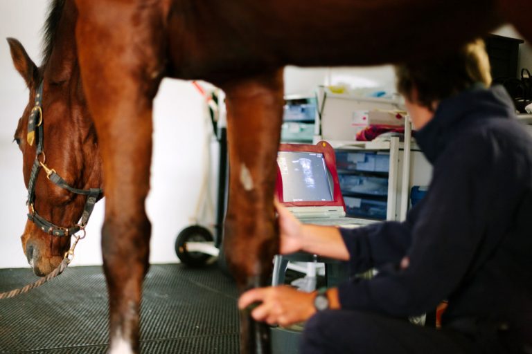 ultrasound horse inside building
