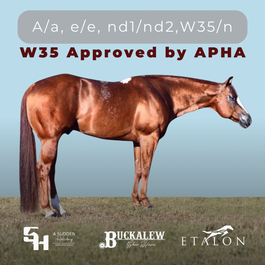 A chestnut horse with the W35 Holiday gene variant