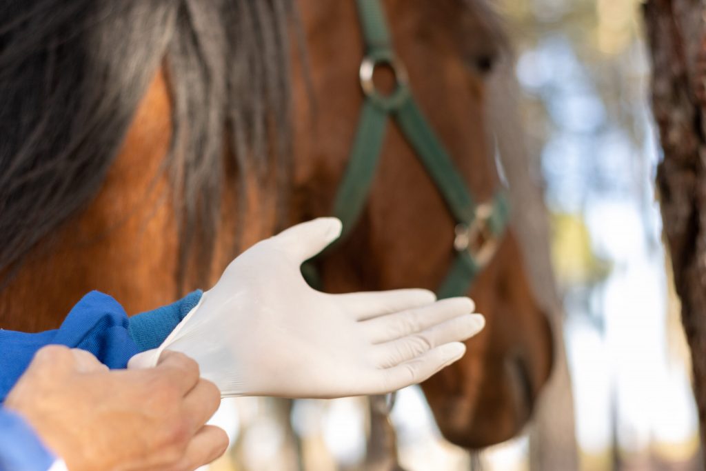 Ticks and Horses Common Myths and Tips EquiManagement