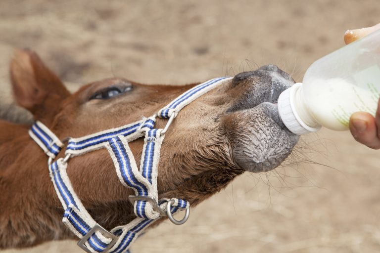Foal drinking from bottle