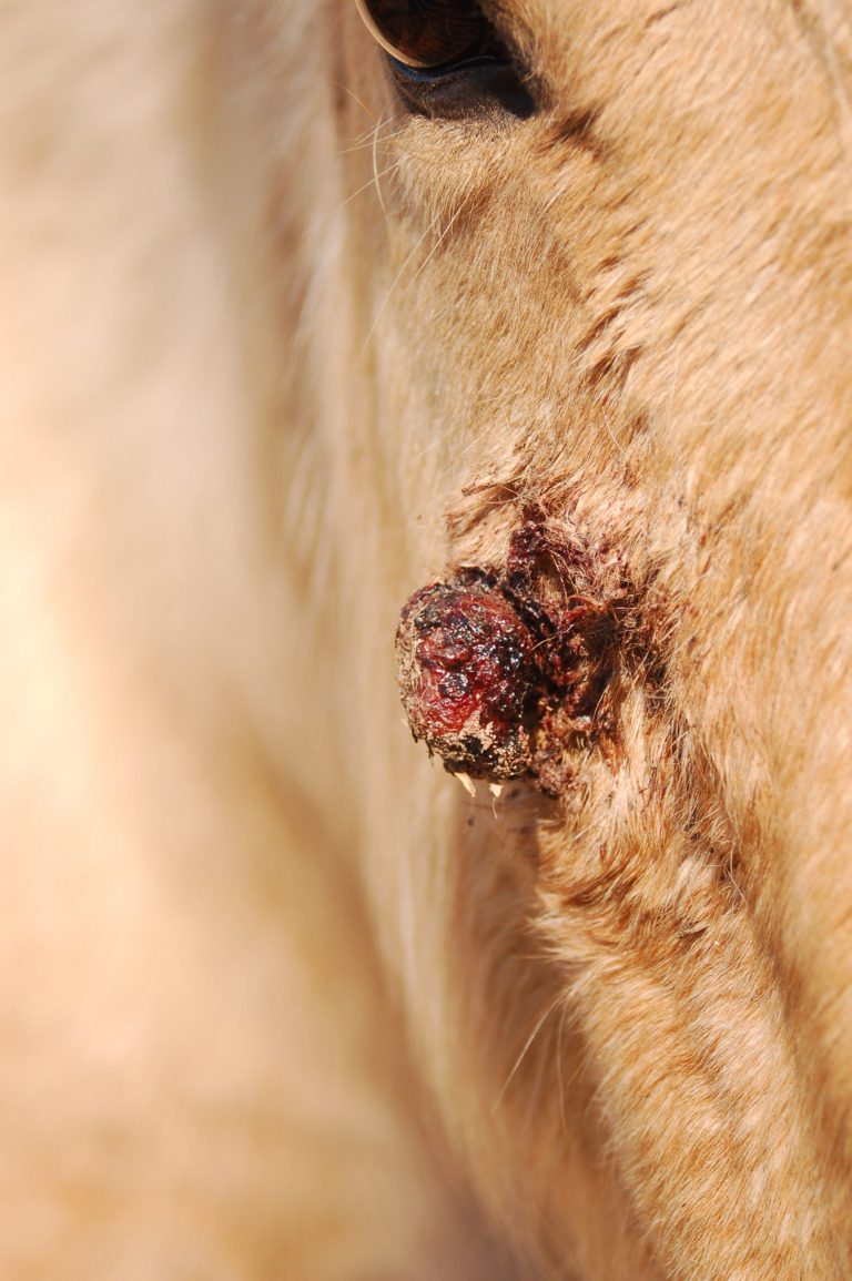 Horse with Facial Sarcoid Tumor