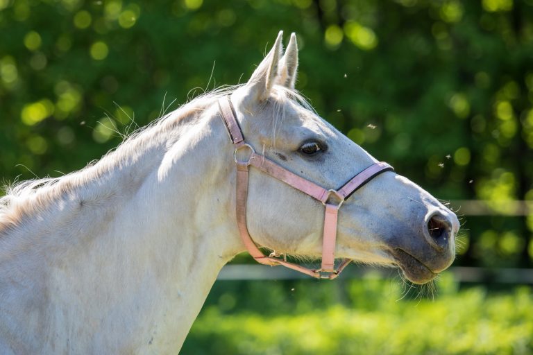 The head of white Hanoverian horse in the bridle or snaffle attacked by the swarm of flies and mosquitos with the green background of trees an grass in the sunny summer day