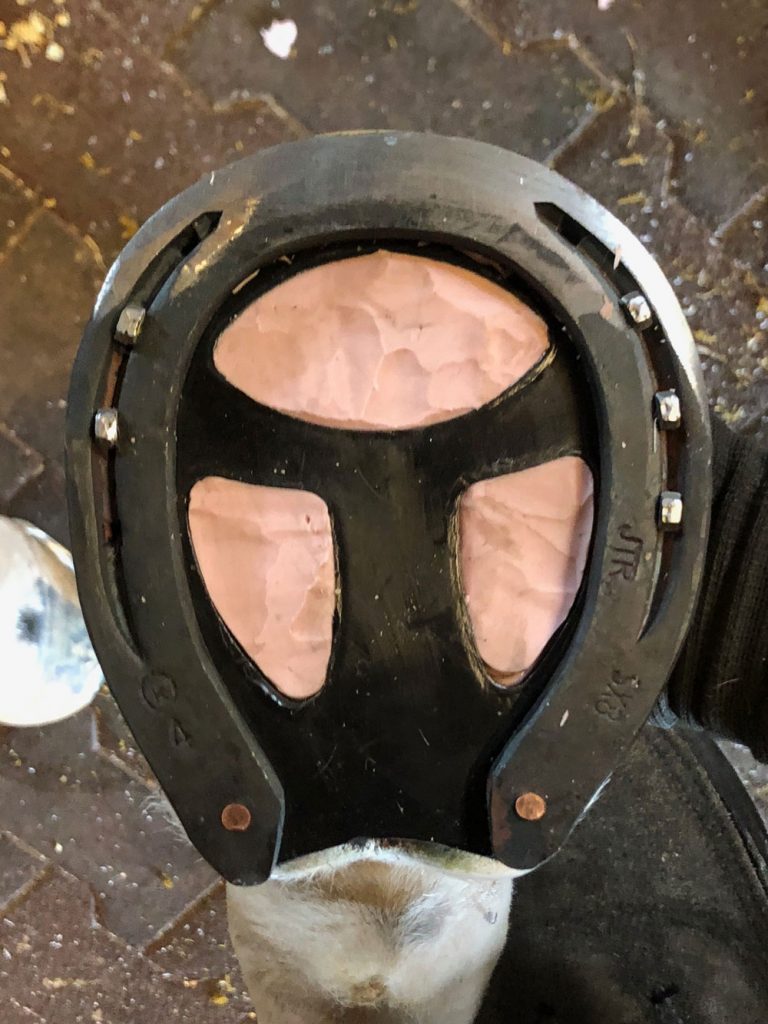 plastic spider plate from Steve O'Grady