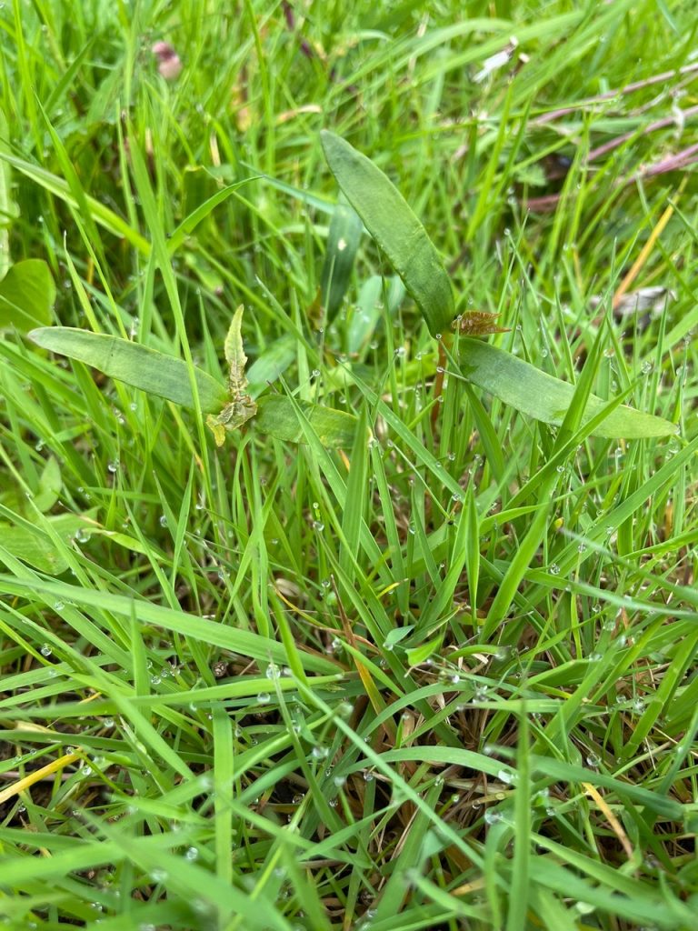 sycamore saplings, which can contaminate hay