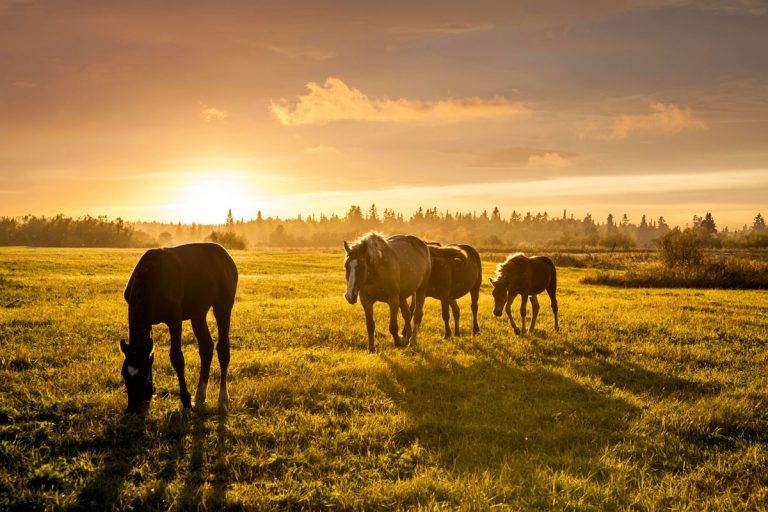 horses in field sunset