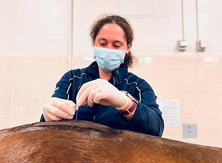 veterinarian performs spinal tap to confirm or rule out EPM in a horse