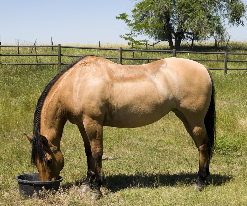 A horse eating probiotics out of a feed pan in a field, which can be harmful for horses. 