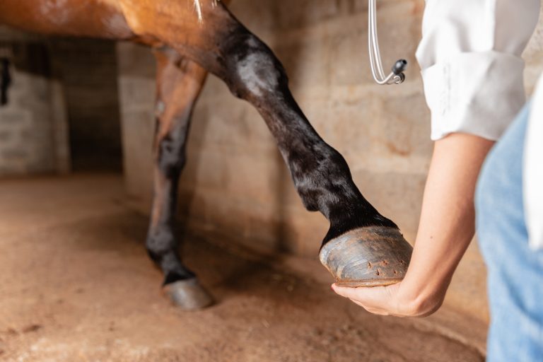 Veterinarian examining horse leg