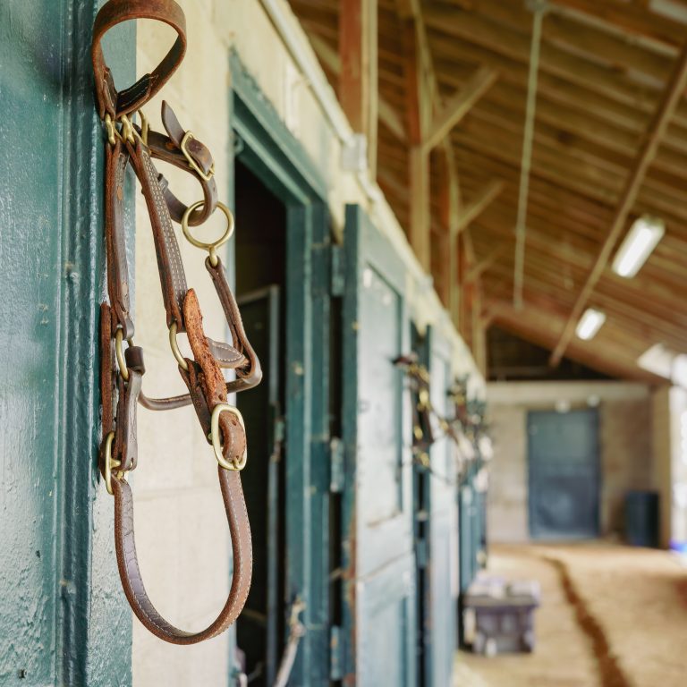 Horse bridle