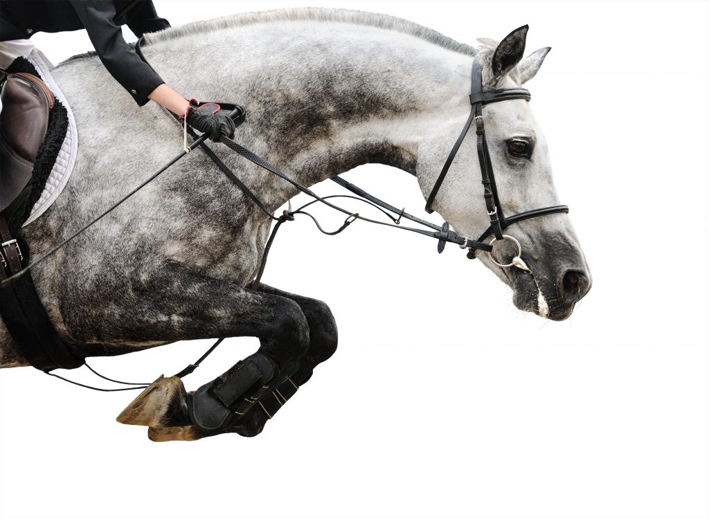Endocrine issues—
including PPID—are not limited to old horses with shaggy hair coats.