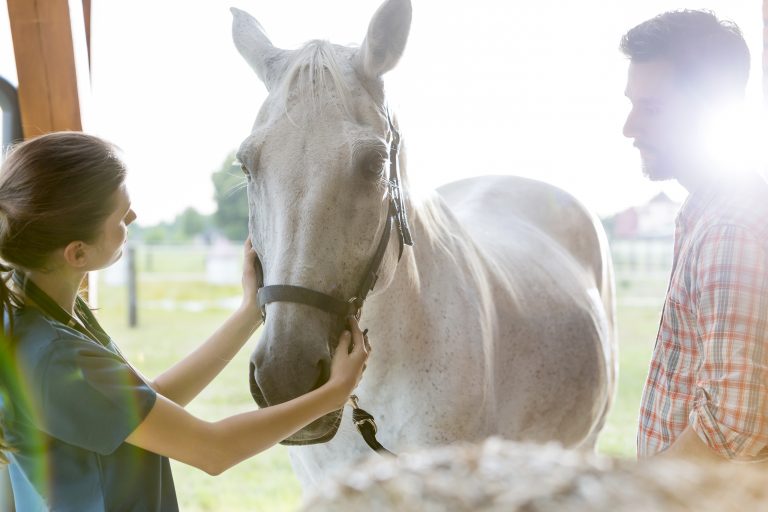 Veterinarian examining horse